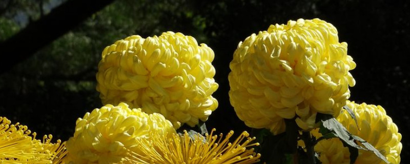 菊花是多年生植物吗（菊花是多年生植物吗为什么）