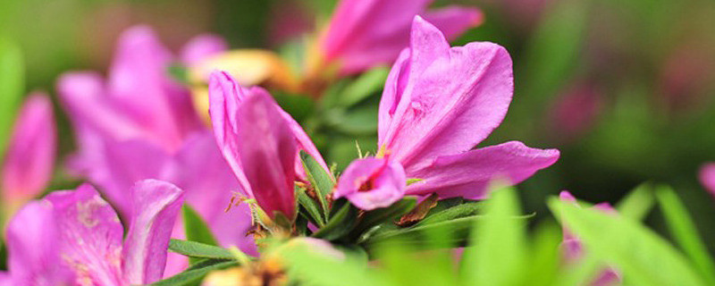 杜鹃花是什么花卉 杜鹃花是什么花卉类型