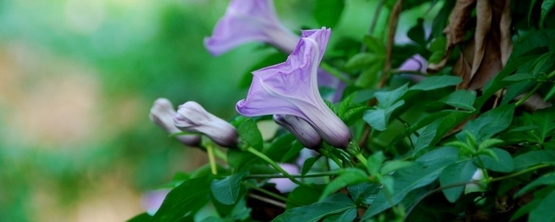 牵牛花发芽了怎么养（牵牛花发芽了怎么养护）