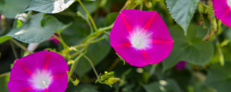 牵牛花能吃吗（牵牛花）