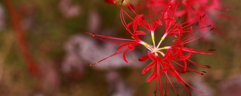 彼岸花根茎是什么样子