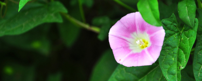 牵牛花的种子什么时候种 牵牛花的种子什么时候种植最好