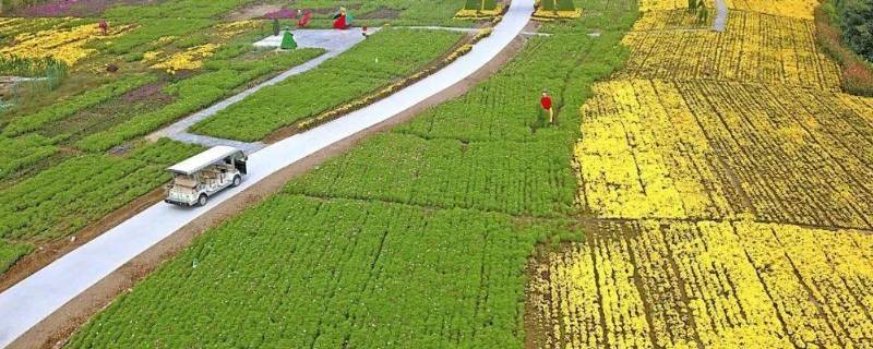 爱菊丝路菊花展在什么地方（西安爱菊丝路菊花文化体验园区）