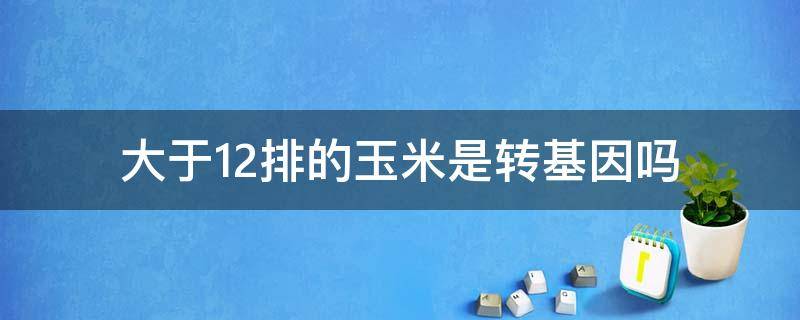 大于12排的玉米是转基因吗（12排的玉米是非转基因,多于12排的是转基因的）