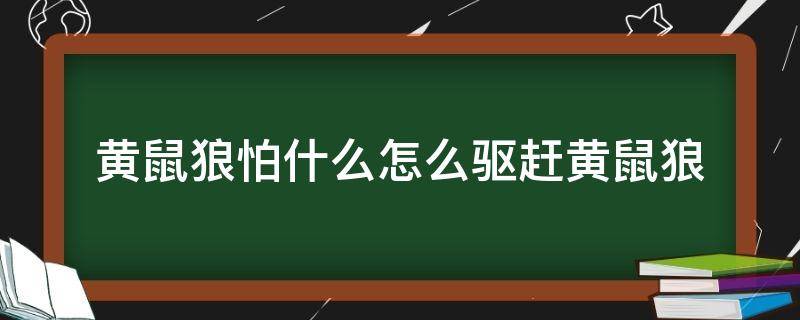 黄鼠狼怕什么怎么驱赶黄鼠狼 黄鼠狼怕什么怎么驱赶黄鼠狼视频