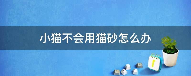 小猫不会用猫砂怎么办 小猫不会用猫砂怎么办?