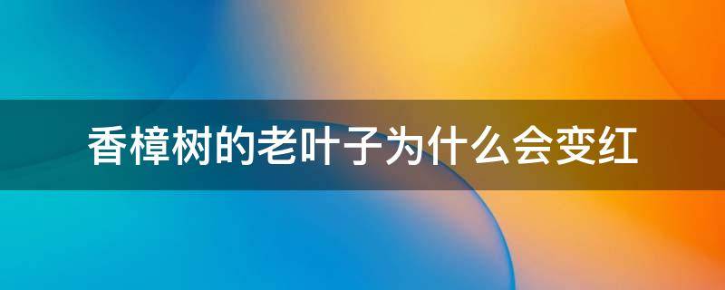 香樟树的老叶子为什么会变红 香樟树长红叶的原因