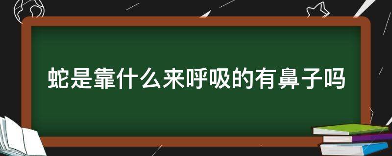 蛇是靠什么来呼吸的有鼻子吗（蛇是用鼻子呼吸吗）