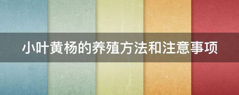 小叶黄杨的养殖方法和注意事项（小叶黄杨的养殖方法和注意事项图片）