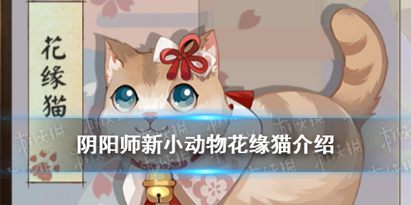 阴阳师花缘猫怎么获得（阴阳师小猫怎么获得）