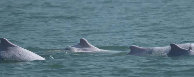 海豚之间交流方式（海豚之间交流方式w00）