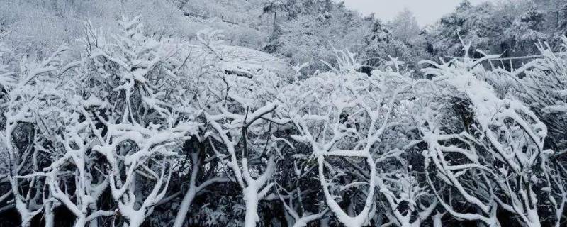 雪是什么状态的（雪是什么状态的物质）