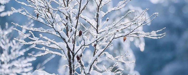 北方下雪要打伞吗 北方人下雪打伞吗