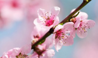 桃花枝泡水能开花吗 桃枝泡在水里能开花吗