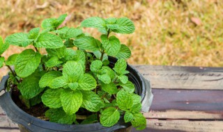 薄荷种子可以泡在水里生长吗（薄荷种子泡水里能发芽吗）