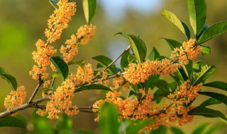 桂花树种子怎样育苗（桂花树种子怎样育苗的）