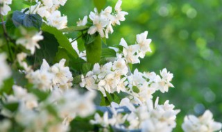 水培水仙花能活几年（水培水仙花能活几年啊）