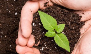 怎样科学繁殖银芽柳 怎样科学繁殖银芽柳枝