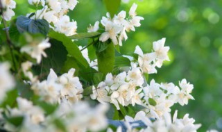 水培茉莉生根后多久可以上盆（水培的茉莉什么时候可以移植到土里）