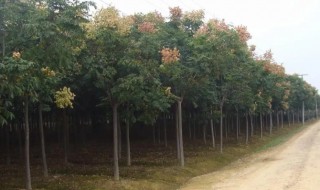 黄山栾树如何育苗（湖南黄山栾树繁育基地）