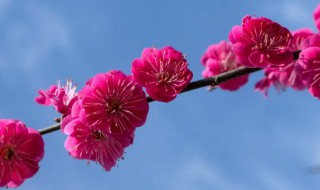 花卉梅花养殖技巧（花卉梅花养殖技巧和方法）