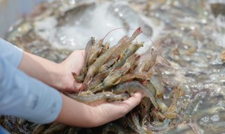 小河虾炒韭菜怎么做（小河虾炒韭菜怎么做好吃又简单）