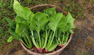 菠菜豆腐怎么炒（菠菜豆腐怎么炒好吃窍门）